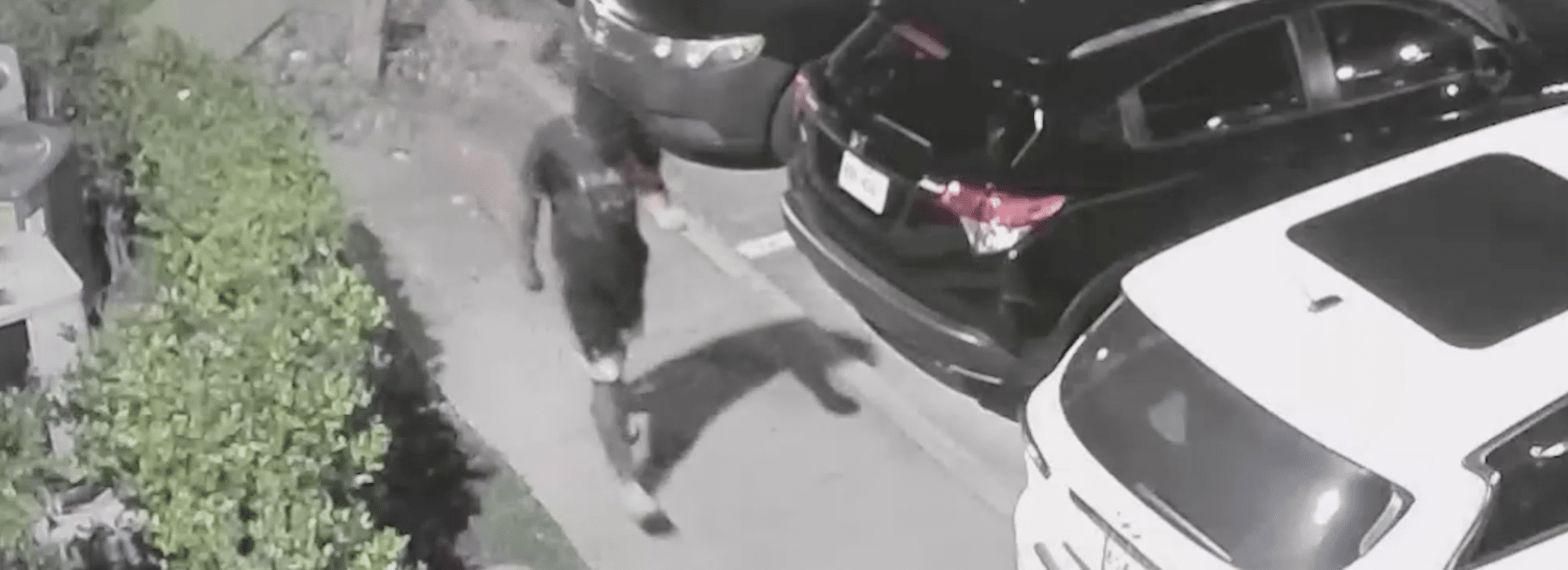 Prowler in Texas parking lot arrested