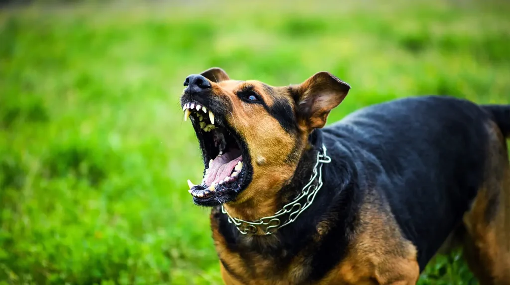 aggressive dog with mouth open and teeth exposed