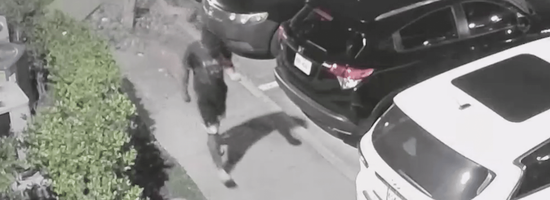 Texas Parking Lot Prowler Placed in Custody Hero